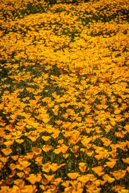 Sarı ve turuncu Meksika gelinciklerinden oluşan bir halı. Doğrudan güneş ışığında bir tarlada..