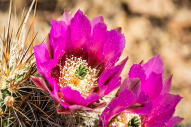Kirpi kaktüsünün (Echinocereus triglochidiatus) mor çiçekleri, ya da Arizona 'nın Claretcup kaktüsü tam gün ışığında.