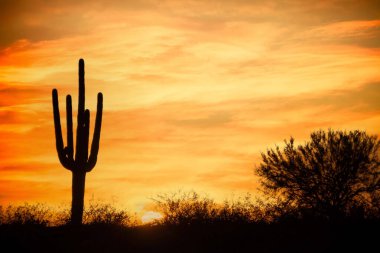 Güneş çölün üzerinde düz bir gökyüzünün altında ön planda saguaro kaktüsüyle batıyor..