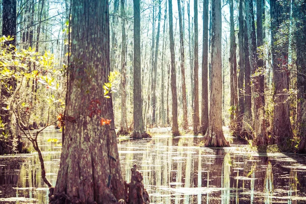 stock image Low angle view over the water of a South Carolina swamp with tall trees rising and reflections on the water.