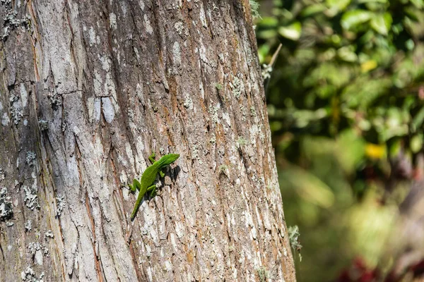 Bright Green Carolina Anole Lizard Tree Swamp Basking Sunlight — Stock Photo, Image