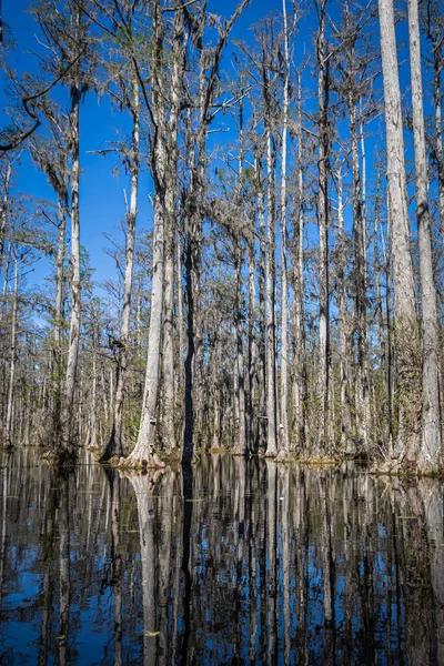 Low Angle View Water South Carolina Swamp Tall Trees Rising — Stock Photo, Image