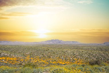 Güneşli bir günde açık mavi gökyüzünün altında sarı ve turuncu Meksika gelincikleriyle dolu bir vadiyle Arizona 'daki dört tepe..