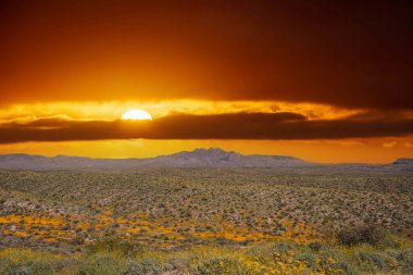 Güneşli bir günde açık mavi gökyüzünün altında sarı ve turuncu Meksika gelincikleriyle dolu bir vadiyle Arizona 'daki dört tepe..