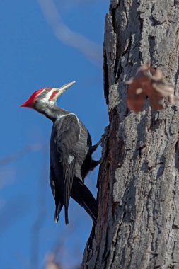 Yığılmış bir ağaçkakan yiyecek aramak için bir meşe ağacına tırmanır.