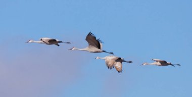 Mavi gökyüzünde uçan bir kum tepesi turna sürüsü