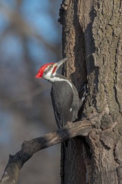 Yığılmış bir ağaçkakan meşe ağacında yemek için gagalar..