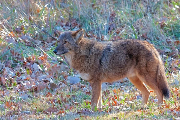 A leary coyote stands still and stares into the distance at a nearby disturbance.