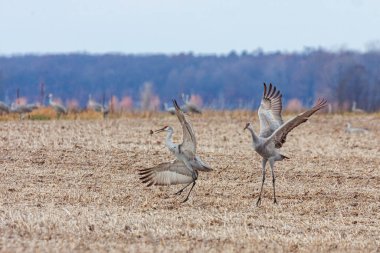 Kum tepesi turnaları yeni sürülmüş mısır tarlasında birlikte dans ederken mısır tarlası kulakları fırlatıyorlar..