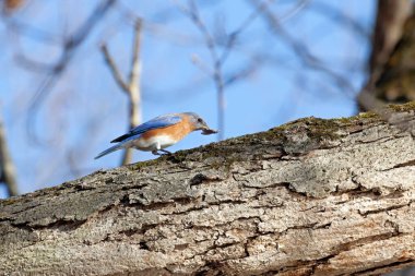 Bir mavi kuş ağaçta dururken gagasında bir böcek yakalar.