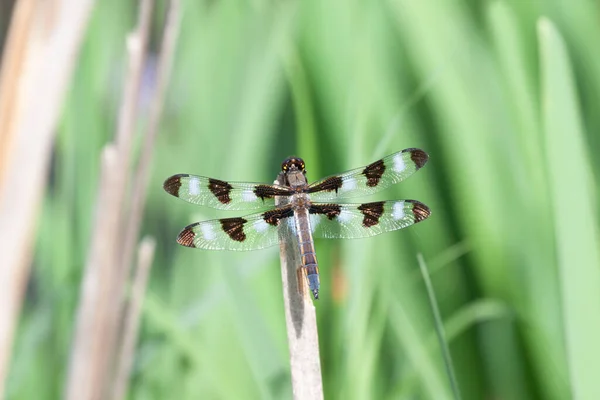 Wings spread open, a twelve-spotted skimmer dragonfly  sits on top of a swamp reed.
