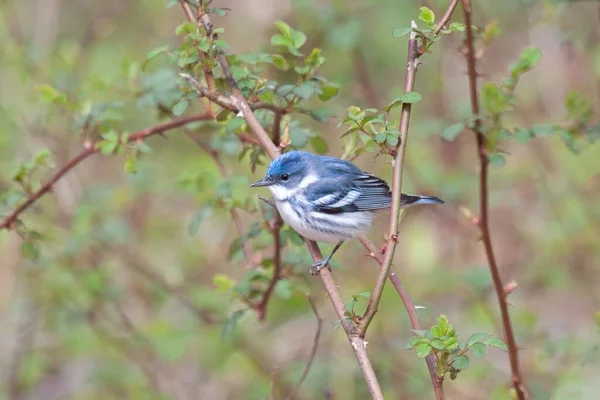 Cerulean Warbler Σκαρφαλωμένο Ένα Μπλε Προετοιμασία Για Πετάξει Μακριά Φωτογραφία Αρχείου