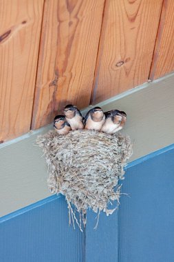 Yuvada duran beş yavru kırlangıç uzak bir ebeveynden yiyecek arıyor..