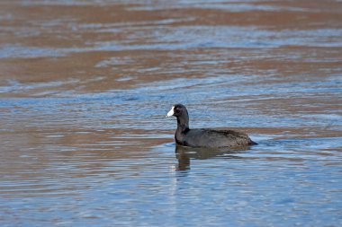 Gözleri parlayan bir Amerikalı, mavi sularda tek başına yüzer.
