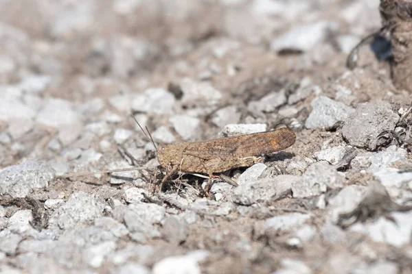 A specked-winged grasshopper is nearly hidden as it walks across a limestone path