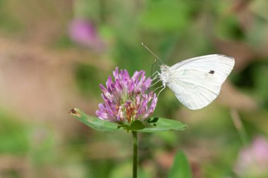 A cabbage white butterfly sips nectar from a red clover plant