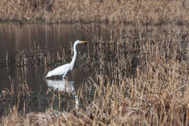 A white egret hunts in a pond that is filled with reeds.