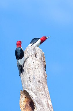 Under a blue sky, on top of a dead tree top, two red-headed woodpeckers chase after one another