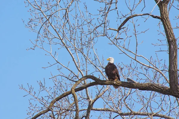 A bald eagle prominently stands out against the blue sky while perched  in a maple tree.