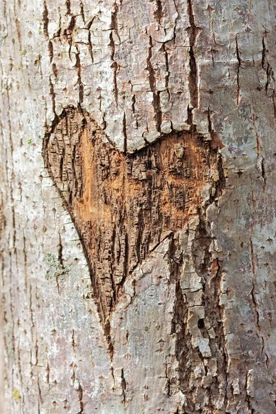A heart carved into a tree. The heart almost looks red against the white bark of the tree.