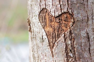 A heart carved into a tree. The heart almost looks red against the white bark of the tree.