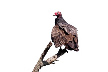 The red head and brown wings of a turkey vulture are prominently displayed while perched on a branch. White background.