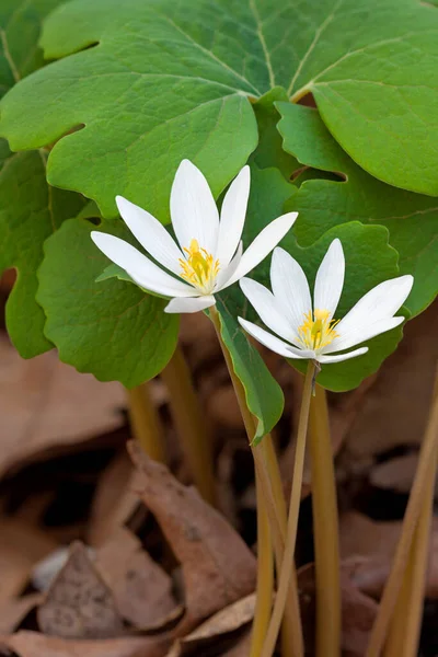 Two Bloodroot Flowers Bloom Leaf Litter Forest Floor Protected Green Stock Picture