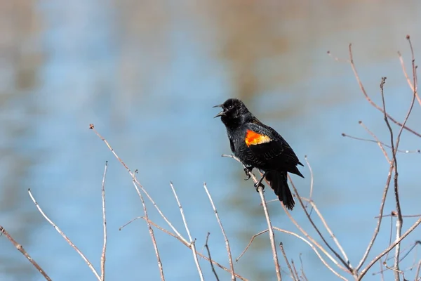 A red-winged blackbird sings a song in a thicket above a lake.