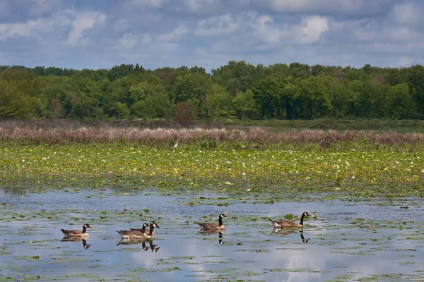 Cloudy Day Several Geese Swim Lily Pad Filled Waters While — Stock Photo, Image