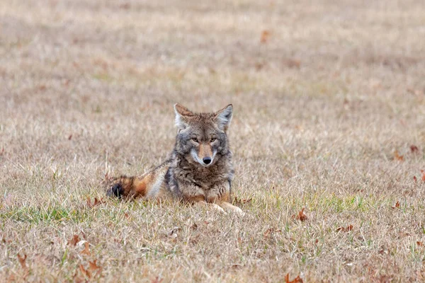 一只狼躺在开阔的草原上看着摄像机 — 图库照片