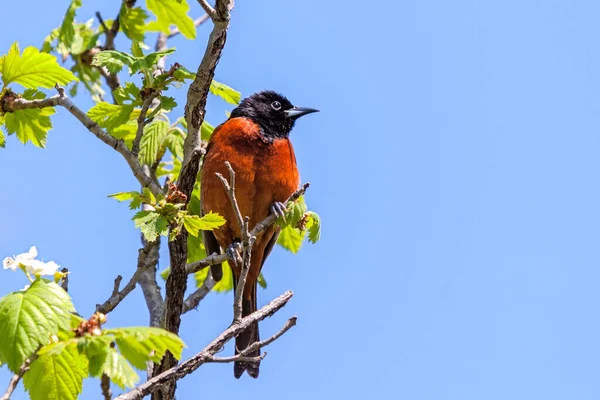 Batimore Oriole Looks Blue Sky While Perched Leaf Filled Branch — Stock Photo, Image