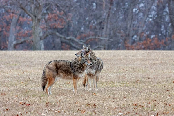 Dos Coyotes Paran Direcciones Opuestas Uno Junto Otro Una Pradera —  Fotos de Stock