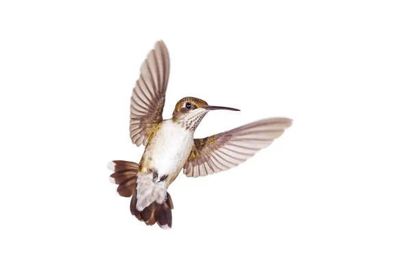 Hummingbird Its Tail Open Wings Spread Floats Angel White Background — Stock Photo, Image