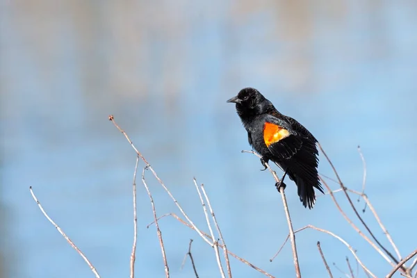 Червонокрилий Чорний Птах Зарості Над Озером — стокове фото
