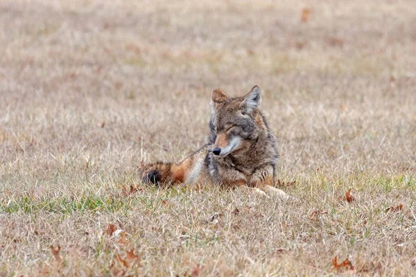 Coyote Dormant Dans Une Prairie Ouverte Tête Est Levée Les — Photo