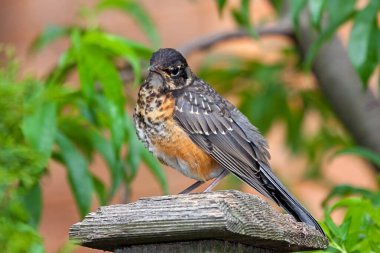 An immature robin perched on a fence post. Green tree leaves and an orange background contrast with its orange and spotted brown breast.