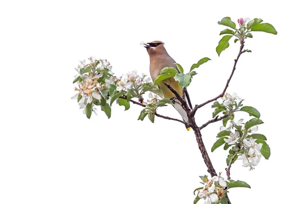 Cedar Waxwing Perched Top Apple Tree Eating Its Blossoms White — Stock Fotó