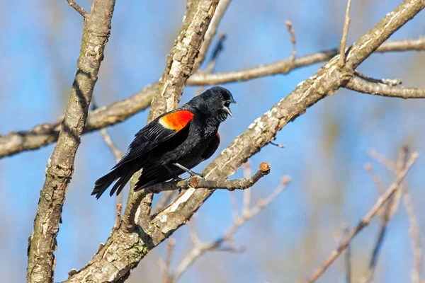 Червонокрилий Чорний Птах Співає Пісню Під Час Проникнення Безплідне Дерево — стокове фото