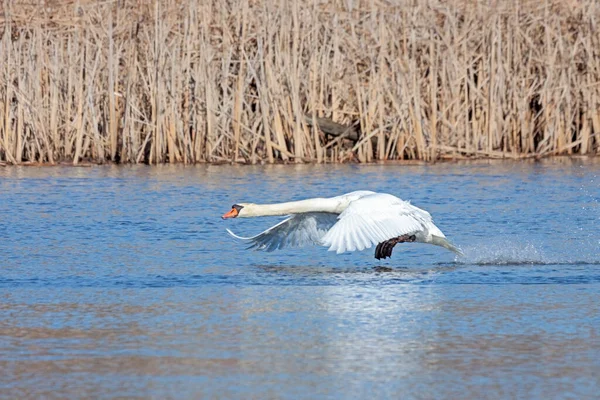 Немой Лебедь Бежит Воде Попытке Взлететь Полете — стоковое фото