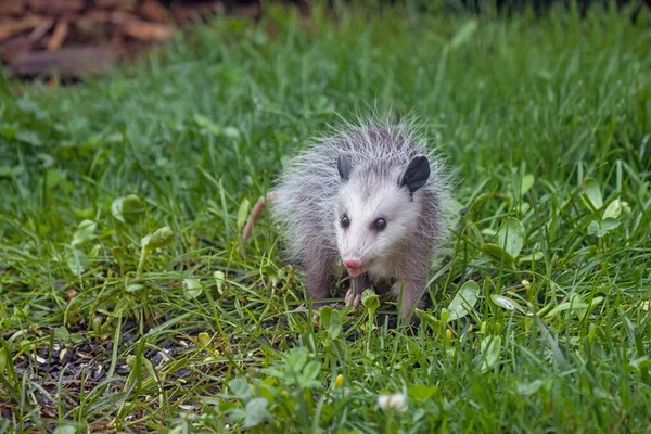 Opossum Searches Fallen Seeds Green Grass Backyard — Zdjęcie stockowe