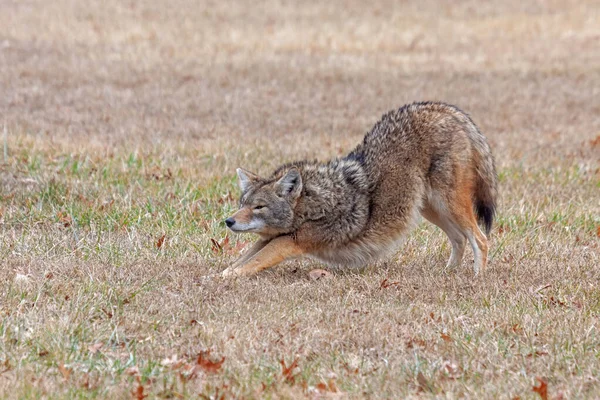 Coyote Stretches Open Prairie Its Front Paws Its Rear End — 스톡 사진
