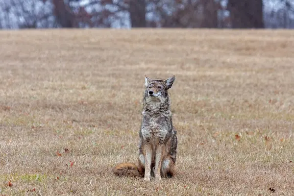 An injuried coyote sitting at attention in a prairie.