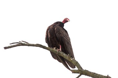 Bir dala tünemiş hindi akbabası, mesafeye bakıyor. Beyaz arkaplan