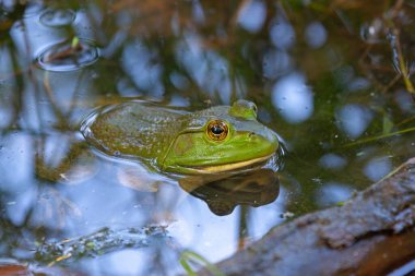 Geniş kafalı, şişman vücutlu ve çamurlu suda tamamen perdeli arka ayakları olan Amerikan boğa kurbağası..