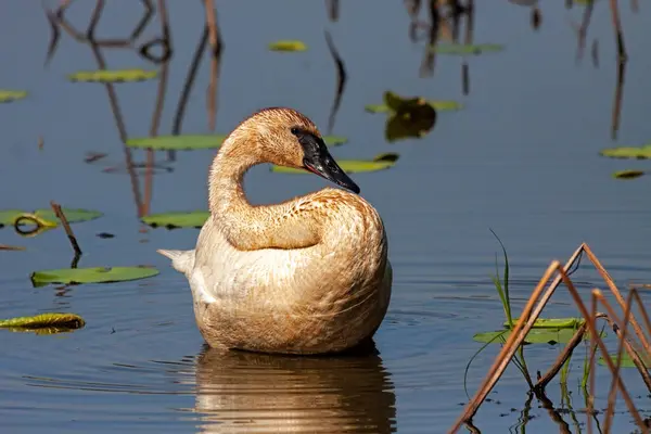 Floating in a shallow pond filled with lily pads, a trumpter swan forms it long neck into an s shape to rest its beak.