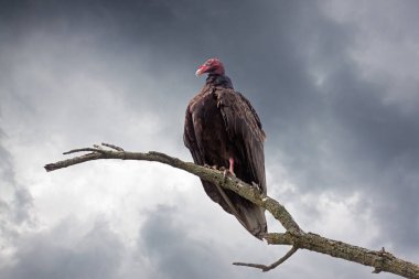 Bir dala tünemiş hindi akbabası engelleyen fırtınayı bekliyor. Uğursuz gri, bulutlu arkaplan.