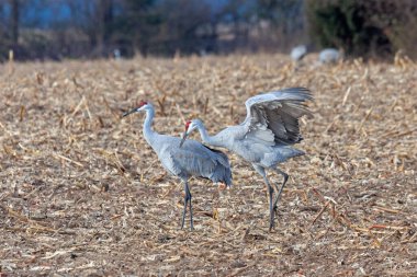 Kum tepesi turnaları, sürgülü bir mısır tarlasında, dans edip caka satarak egemenliklerini sergilerler..