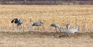 Kum tepesi vinçlerinden oluşan bir aile, sabanla sürülmüş bir mısır tarlasında. İki kişi hakimiyetlerini göstermek için savaşıyor. Diğer turnalar gelişigüzel yürürler ve gösteriyi görmezden gelerek yemek yerler..