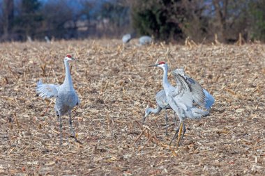 Kum tepesi turnaları, sürgülü bir mısır tarlasında, dans edip caka satarak egemenliklerini sergilerler..