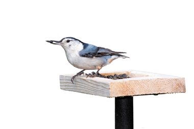 Beyaz göğüslü bir tımarhane ayçiçeği tohumu besleyicisinin üzerinde duruyor. Beyaz arkaplan.